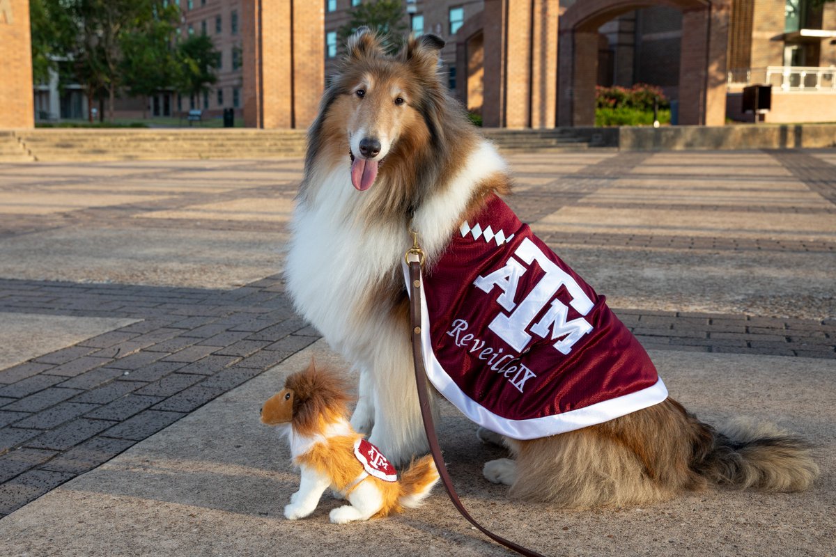 Did you know: Miss Rev is a five-year-old Rough Collie and the First Lady of Aggieland!  #InternationalDogDay