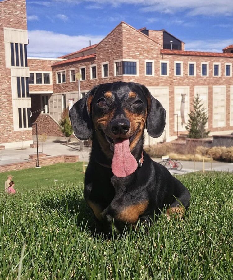 We treat () every day like #InternationalDogDay here at #CUBoulder  : Our Instagram friends Oscar, Teddy and Rudy!