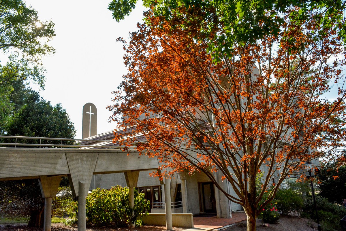 &quot;Can it just be Fall, please?&quot; says this Emory tree on a 90+ degree day in ATL 