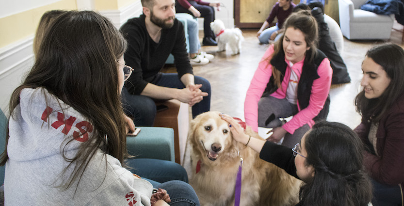 Put away your essays and formulas and periodic tables and shed stress faster than the fluffiest pup. Take a doggie study break with Alice! at Wien Hall Lounge today (Tuesday 12/10) from 3-4pm. Wien Lounge is an accessible space.